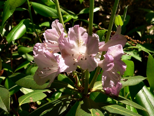 {Rhododendron minus}